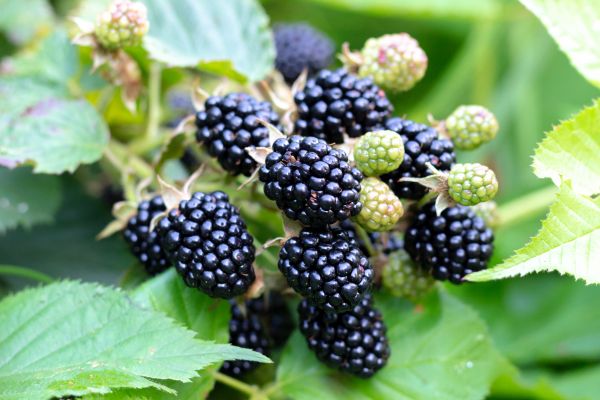 Cost of Blackberry Bush Removal in Gilroy