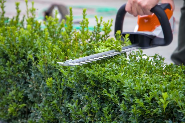 Cost of Hedge Pruning in Gilroy
