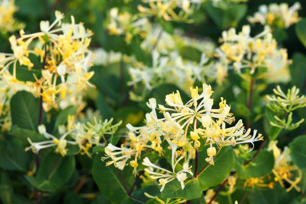 Cost of Honeysuckle Removal in Gilroy