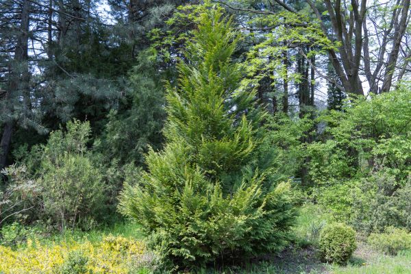 Cost of Juniper Pruning in Gilroy