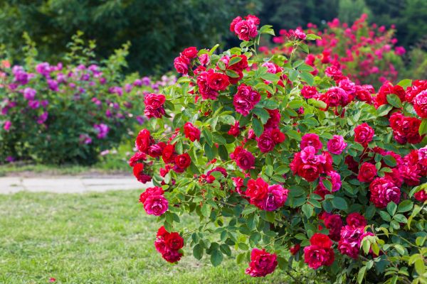 Cost of Rose Bush Pruning in Gilroy