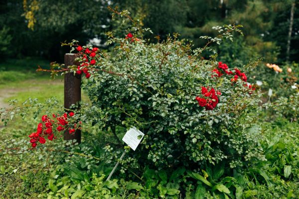 Cost of Rose Bush Removal in Gilroy