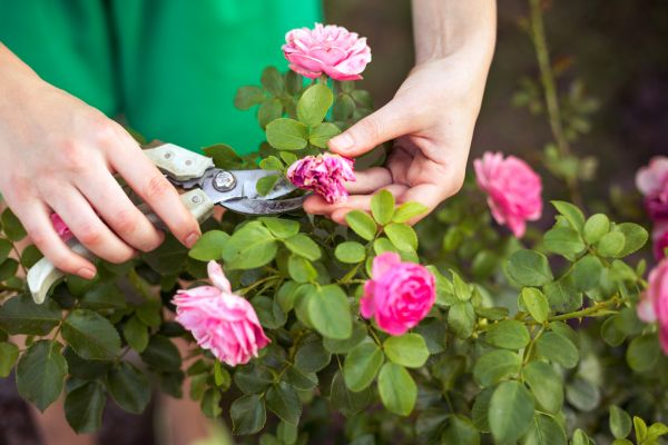 Cost of Rose Trimming in Gilroy