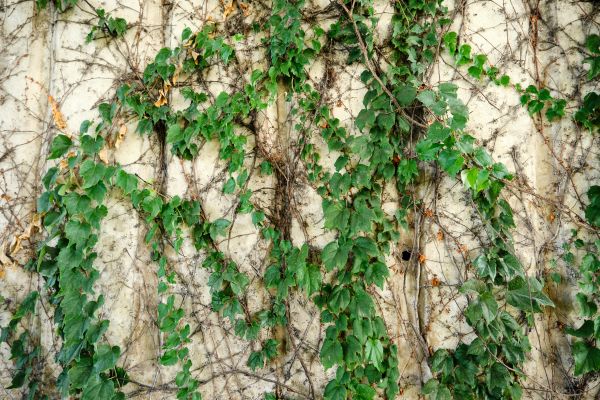Cost of Vine Removal Service in Gilroy