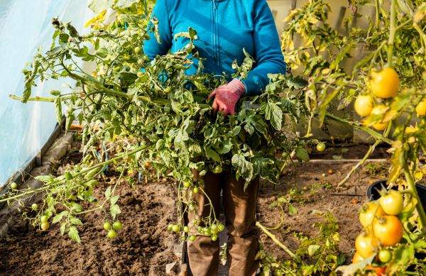 Cost of Garden Plant Removal in Gilroy