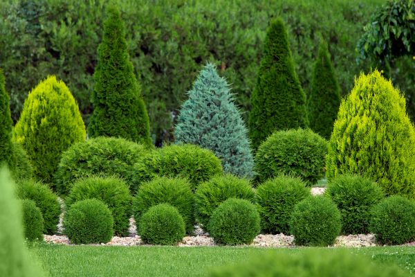 Cost of Shrub Shaping in Gilroy