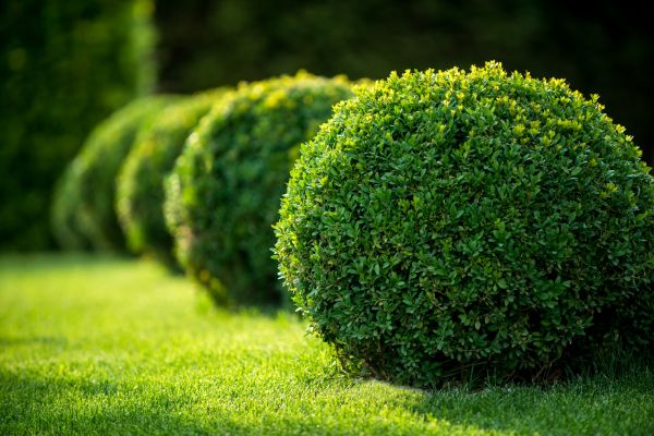 Cost of Bush Pruning in Gilroy