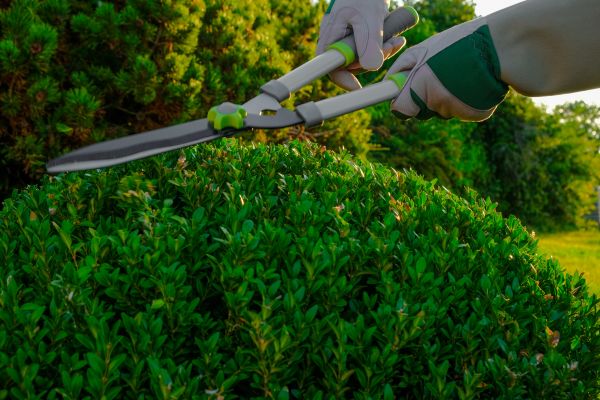Cost of Topiary Shearing in Gilroy