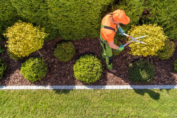 Cost of Topiary Trimming in Gilroy