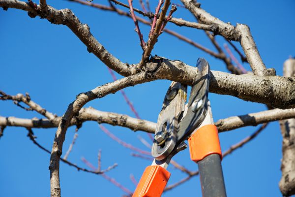 Cost of Selective Pruning in Gilroy