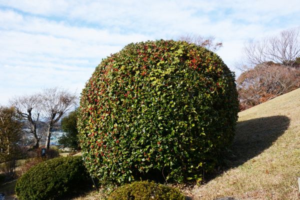 Cost of Holly Trimming in Gilroy