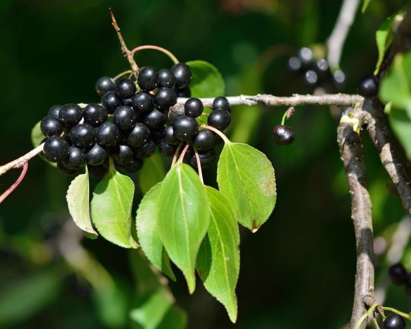 Cost of Buckthorn Removal in Gilroy