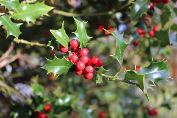 Cost of Holly Tree Trimming in Gilroy
