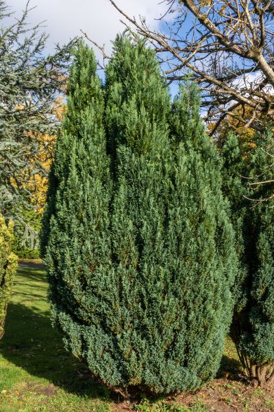 Cost of Juniper Trimming in Gilroy