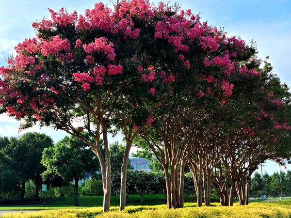 Cost of Crepe Myrtle Pruning in Gilroy