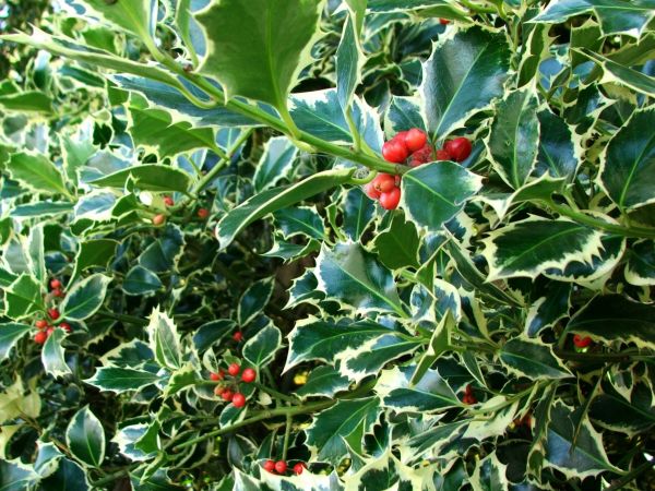 Cost of Holly Bushes Trimming in Gilroy