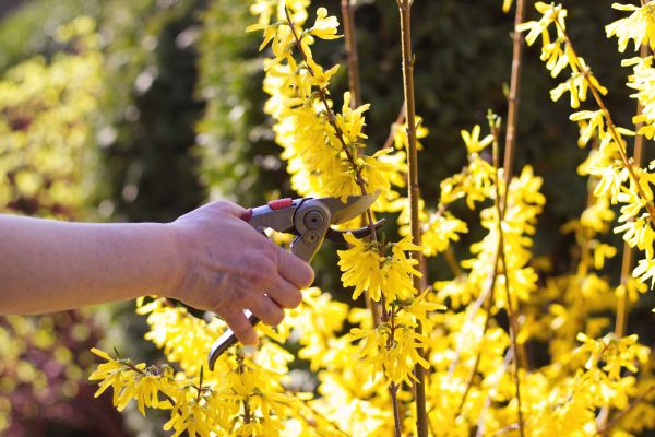 Cost of Forsythia Pruning in Gilroy