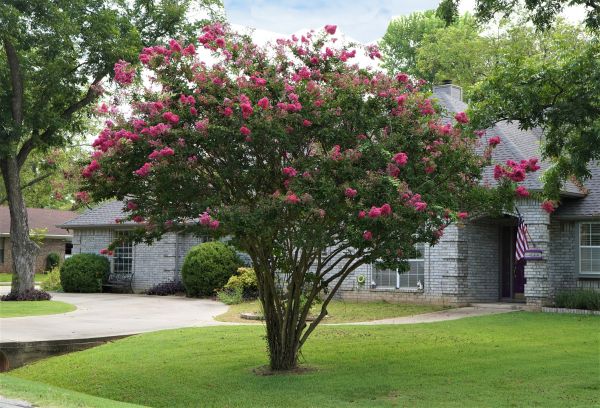 Cost of Crepe Myrtle Trimming in Gilroy