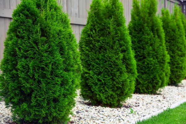 Cost of Arborvitae Removal in Gilroy