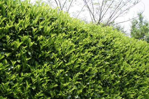 Cost of Laurel Shrub Removal in Gilroy