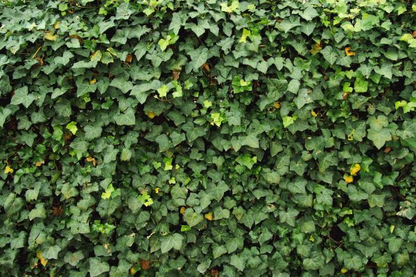 Cost of Ivy Pruning service in Gilroy