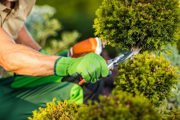 Cost of Landscape Pruning Service in Gilroy