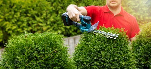 Cost of Hedge Shaping Service in Gilroy