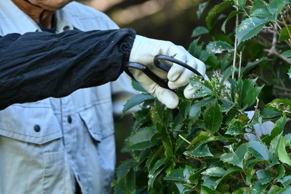 Cost of Holly Pruning in Gilroy