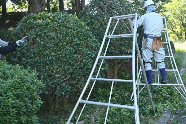 Cost of Holly Shaping in Gilroy