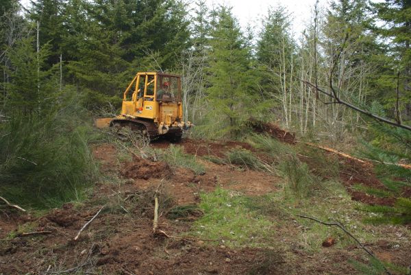 Cost of Shrubbery Clearing in Gilroy
