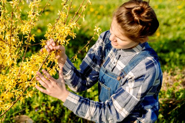 Cost of Forsythia Trimming in Gilroy