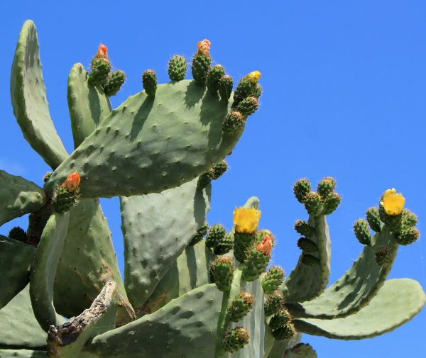 Cost of Cactus Removal in Gilroy