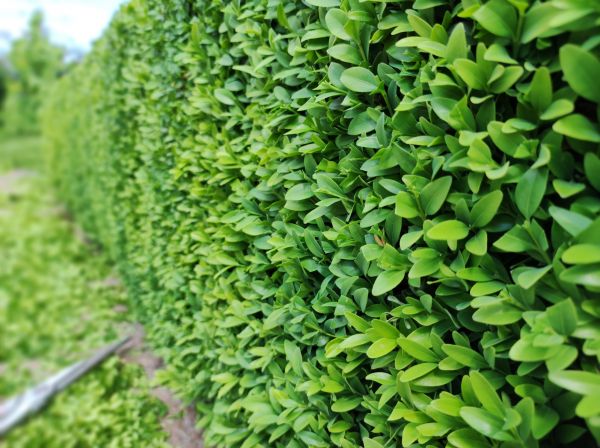 Cost of Boxwood Pruning in Gilroy