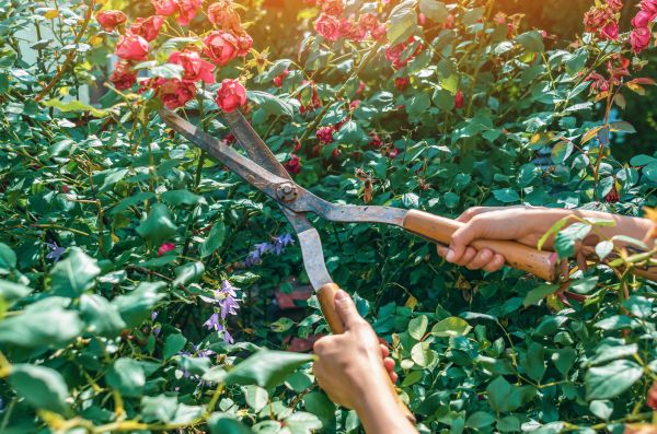 Cost of Knockout Roses Pruning in Gilroy