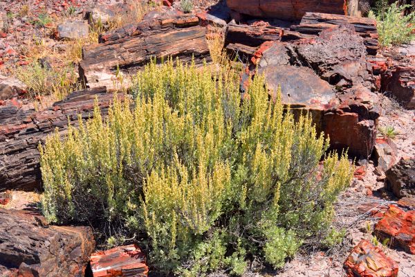 Cost of Sagebrush Removal in Gilroy