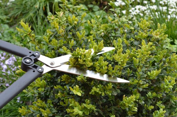 Cost of Boxwood Trimming in Gilroy