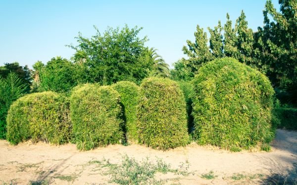 Cost of Bamboo Hedge Removal in Gilroy