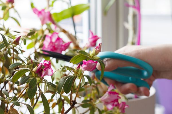 Cost of Azalea Pruning in Gilroy