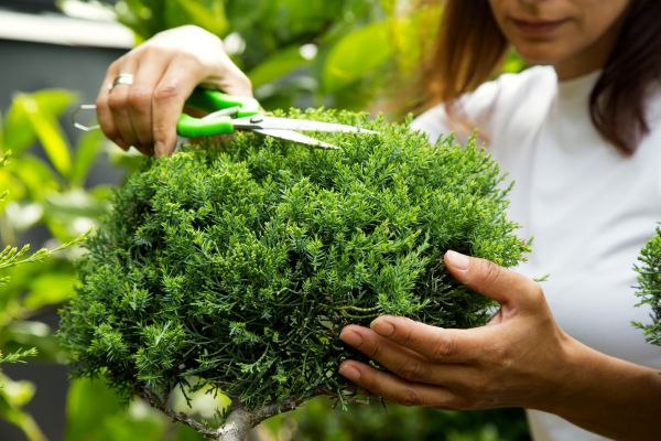 Cost of Juniper Shrub Pruning in Gilroy