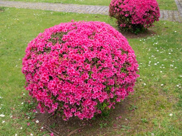 Cost of Rhododendron Pruning in Gilroy