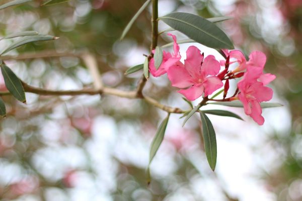 Cost of Oleander Removal in Gilroy