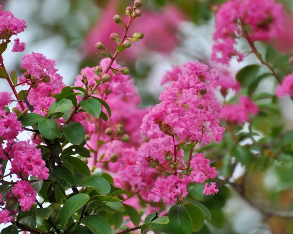 Cost of Crepe Myrtle Removal in Gilroy
