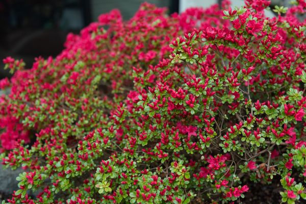 Cost of Weigela Removal Service in Gilroy