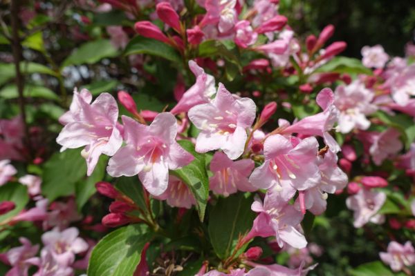 Cost of Weigela Pruning Service in Gilroy