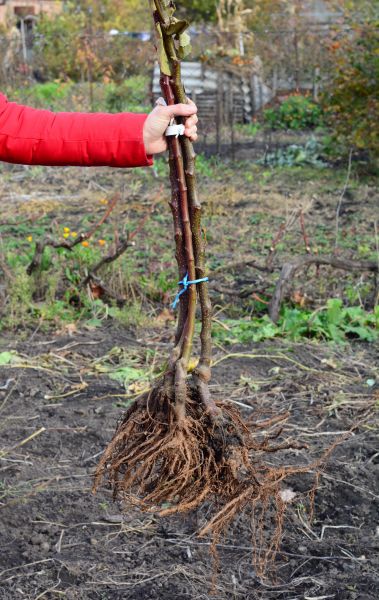 Cost of Shrub Root Removal in Gilroy