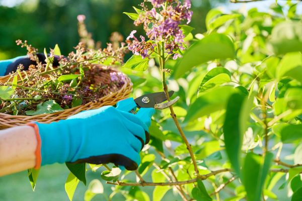 Cost of Lilac Trimming Service in Gilroy