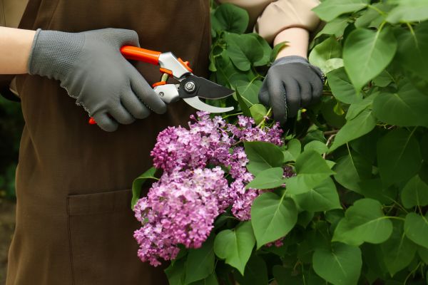 Cost of Lilac Pruning Service in Gilroy