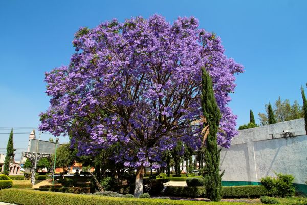Cost of Jacaranda Pruning in Gilroy
