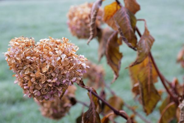 Cost of Hydrangea Removal in Gilroy