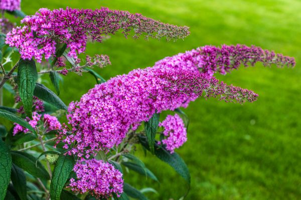 Cost of Butterfly Bush Removal in Gilroy